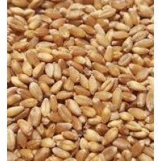 Buğday - Açık Yem 1 Kg