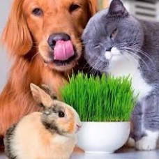 Paw Style Büyük Boy Kedi Çimi